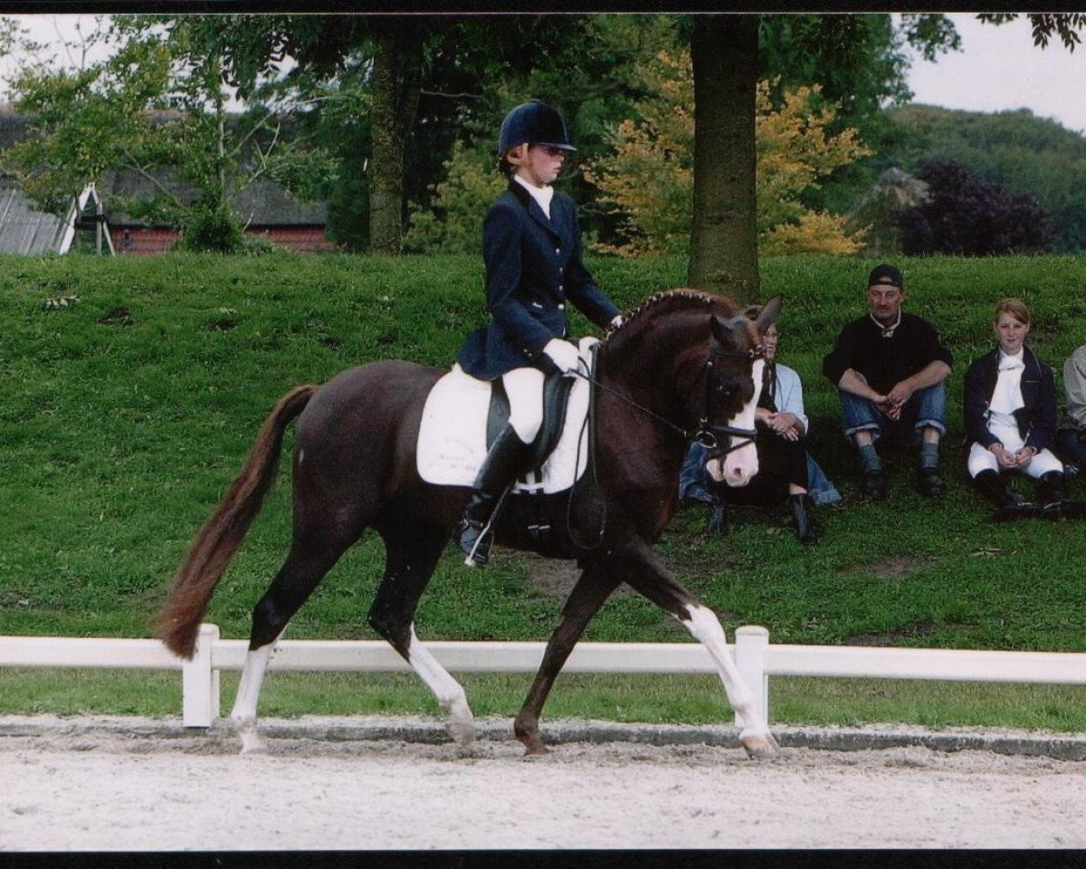 stallion Neptune van de Beekerheide (Nederlands Rijpaarden en Pony, 1999, from Noël van de Steegeind)