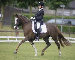 broodmare Nina van de Beekerheide (Nederlands Rijpaarden en Pony, 2003, from Neptune van de Beekerheide)