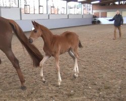 dressage horse Stute von Scuderia (Westphalian,  , from Scuderia)