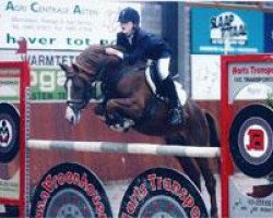 Deckhengst Composer van de Beekerheide (Nederlands Rijpaarden en Pony, 2000, von Condor ox)