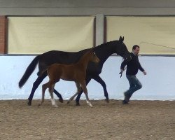 dressage horse Hengst von Brisbane (unknown,  , from Brisbane)