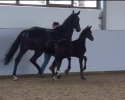 dressage horse Donna Lisa (Westphalian,  , from Don Nobless)