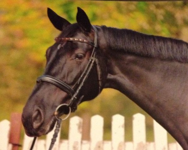 broodmare Rosana 11 (Württemberger, 2007, from Ruehmann)