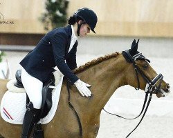 dressage horse Kingsley Ciske (KWPN (Royal Dutch Sporthorse), 2004, from Composer van de Beekerheide)