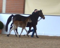 dressage horse Stute von D-Day AT (German Riding Pony,  , from D-Day AT)