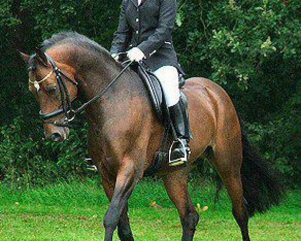 stallion Rietheim's Hilbert (Nederlands Welsh Ridepony, 1995, from Vita Nova's Golden Boris)