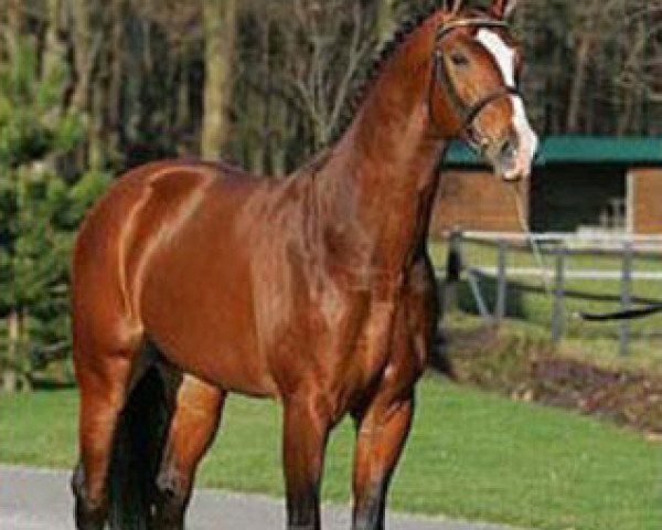 stallion Timeless (Royal Warmblood Studbook of the Netherlands (KWPN), 2000, from Goodtimes)