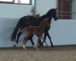 dressage horse Hengst von Diatano (Westphalian,  , from Diatano)