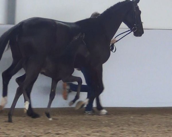 dressage horse Hengst von Don Nobless (Westphalian,  , from Don Nobless)