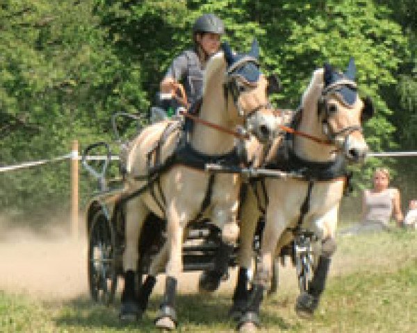 Pferd Mon Melino (Fjordpferd, 2003, von Merkur N.2743)