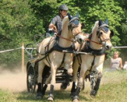 horse Mon Melino (Fjord Horse, 2003, from Merkur N.2743)