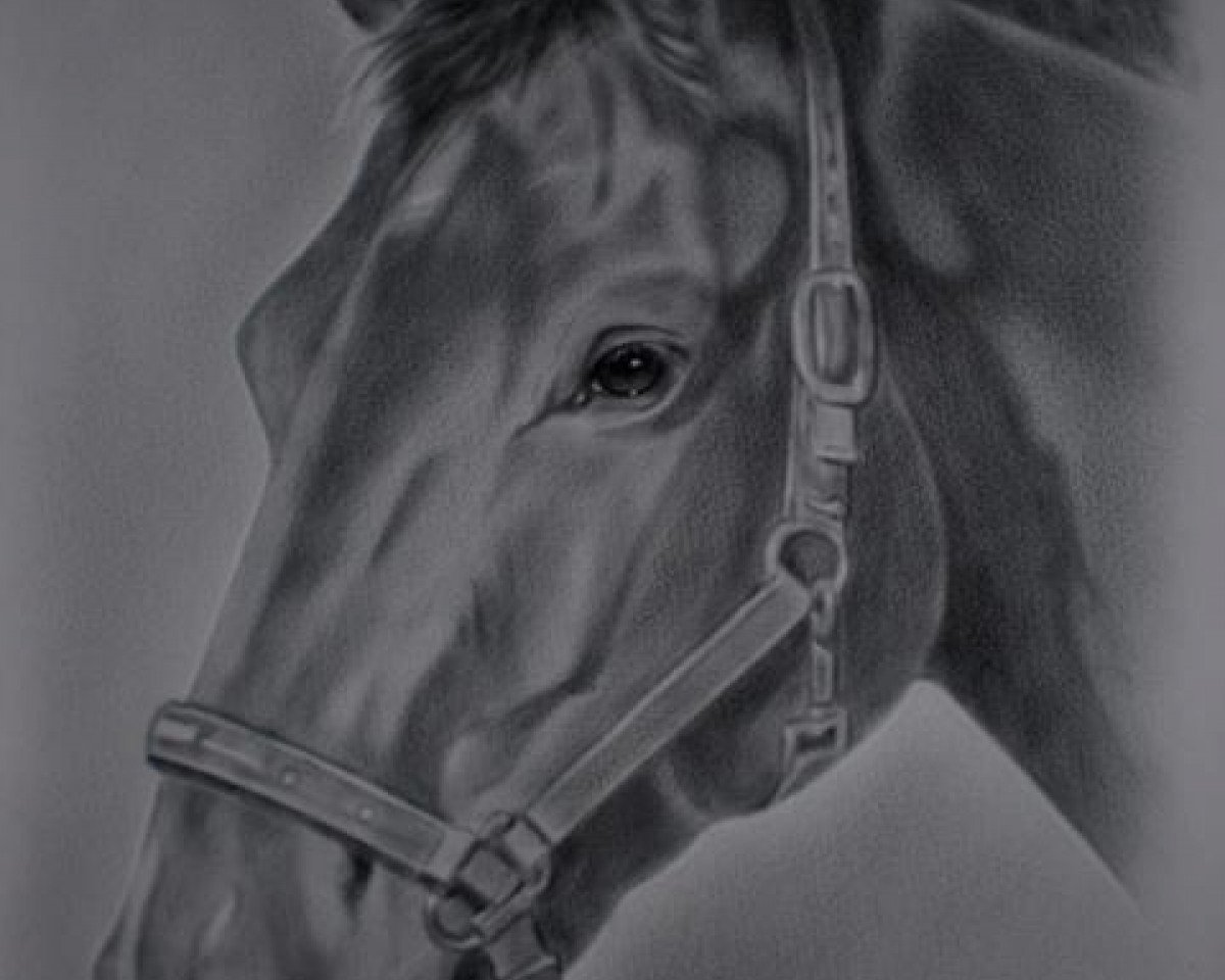 broodmare Havanna Del Sol (Hanoverian, 2008, from Hotline)