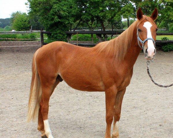 Pferd G.S. Peanut (Deutsches Reitpony, 2012, von G.S. Picasso)