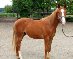 horse G.S. Peanut (German Riding Pony, 2012, from G.S. Picasso)