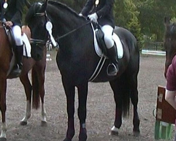 horse Odis L (Latvian Warmblood, 1993, from Orto)