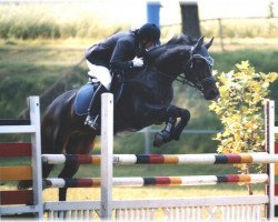 broodmare Florida 81 (Latvian Warmblood, 1995, from Faktors L)