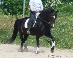 stallion Faktors (Latvian Warmblood, 1989, from Fokuss)