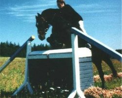 Deckhengst Faktors L (Lettisches Warmblut, 1989, von Fokuss)