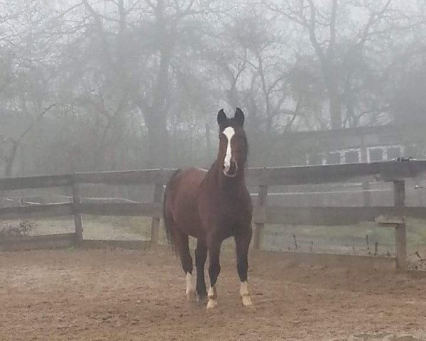 horse Felix (KWPN (Royal Dutch Sporthorse), 1998, from Hugo)