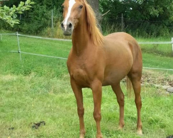 horse Bukra Hibat el Haua (Arabian, 2001, from Mayron ox)