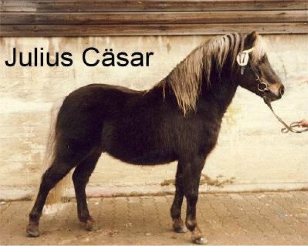 stallion Julius Caesar (Dt.Part-bred Shetland pony, 1974, from Jiggs)