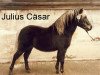 Deckhengst Julius Caesar (Dt.Part-bred Shetland Pony, 1974, von Jiggs)