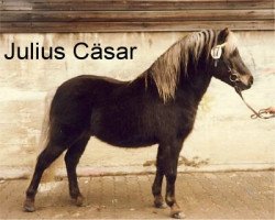 Deckhengst Julius Caesar (Dt.Part-bred Shetland Pony, 1974, von Jiggs)