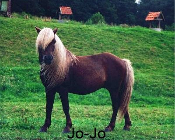 stallion Jo-Jo (Dt.Part-bred Shetland pony, 1978, from Jiggs)