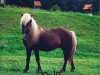 stallion Jo-Jo (Dt.Part-bred Shetland pony, 1978, from Jiggs)