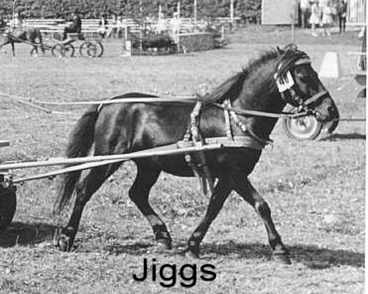 Deckhengst Jiggs (American Classic Shetl. Pony, 1958, von Larigo's Cresent Supreme)