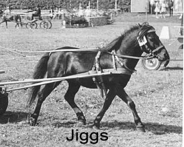 stallion Jiggs (American Classic Shetler. Pony, 1958, from Larigo's Cresent Supreme)