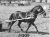 stallion Jiggs (American Classic Shetler. Pony, 1958, from Larigo's Cresent Supreme)