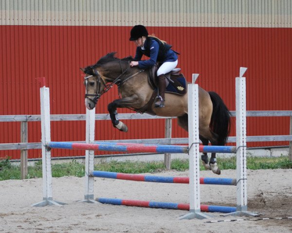 Dressurpferd Captain Carravaccio (Deutsches Reitpony, 2006, von FS Champion de Luxe)