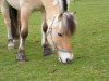 dressage horse Monty (Fjord Horse, 2001, from Merkur N.2743)