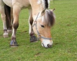 dressage horse Monty (Fjord Horse, 2001, from Merkur N.2743)