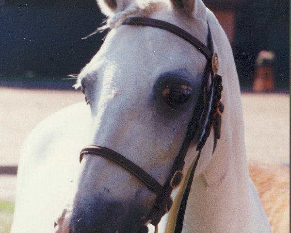 Zuchtstute Minerva (Welsh Pony (Sek.B), 1970, von Bolgoed Automation)