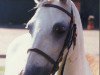 Zuchtstute Minerva (Welsh Pony (Sek.B), 1970, von Bolgoed Automation)