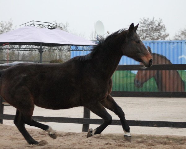 broodmare Piana 15 (German Warmblood,  , from Pius)