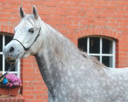 horse US Nashima Bint Nashima ox (Arabian thoroughbred, 2009, from Sharkassow ox)