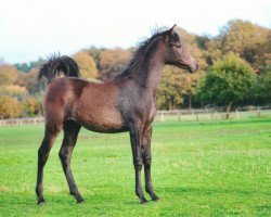 horse Stute von AJM Amrani ox (Arabian thoroughbred,  , from Ajm Armani ox)