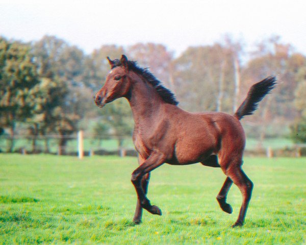 Pferd Stute von AJM Armani ox (Vollblutaraber, 2014, von Ajm Armani ox)