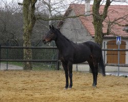 broodmare Royal Rose (Hanoverian, 1999, from Royal Diamond)