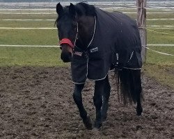 dressage horse Una Bella M (Bavarian, 2010, from Blickpunkt 4)