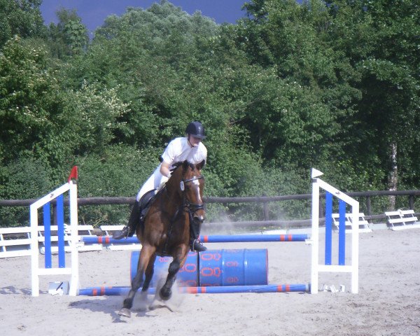 horse Tin Sotschi (Oldenburg, 1993, from Liberty Son)