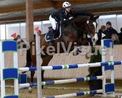 jumper Chiel (KWPN (Royal Dutch Sporthorse), 2007, from Timeless)