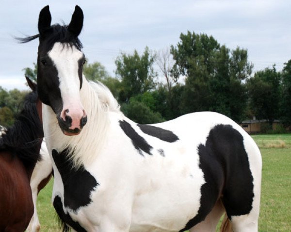 broodmare Shona C (German Sport Horse, 2010, from Samaii)