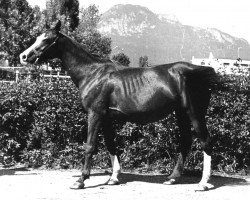 broodmare Carolina (Tersk, 1970, from Salon 1959 ox)