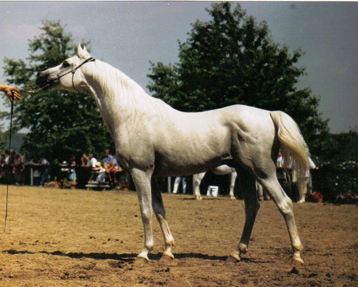 stallion Karavan ox (Arabian purebred, 1975, from Naslednik 1961 ox)