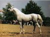 stallion Karavan ox (Arabian thoroughbred, 1975, from Naslednik 1961 ox)