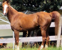 broodmare Kiyara (Arabian thoroughbred, 1995, from Karavan ox)